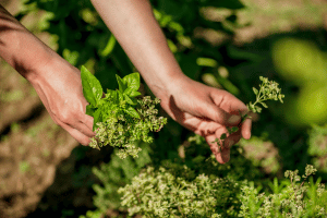 Verse thee maken van de tuin
