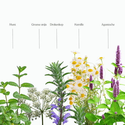 verse kruiden voor in je thee