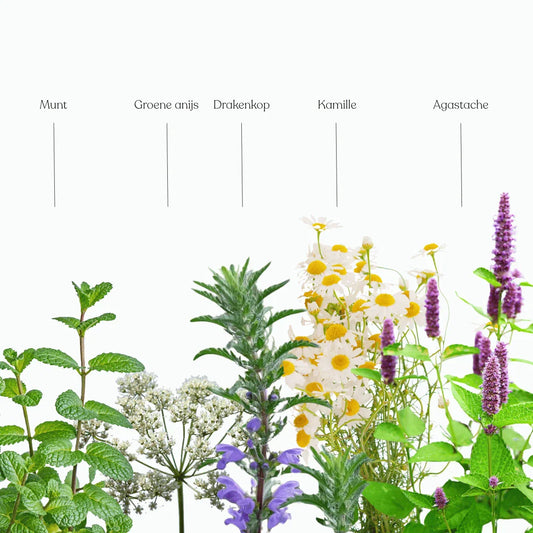 verse kruiden voor in je thee