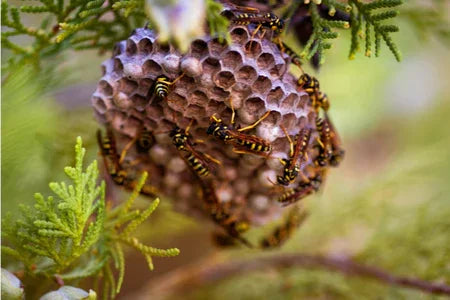 Wespen bij hun nest in groene struiken, duidelijk zichtbare zeshoekige cellen op het nest
